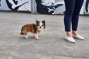 chihuahua dog near the feet of his female owner on the pavement photo