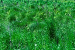 swampy fen-meadow with green grass tussocks photo