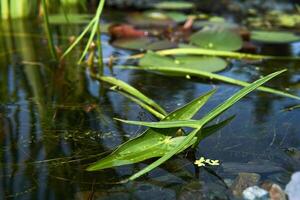 section of a small overgrown pond with arrowhead photo