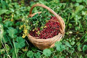 wicker basket with red currant berries and hypericum flowers stand in the grass photo