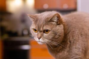 scottish straight cat carefully looks away photo