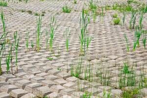 zona cubierto con flexible hormigón estera a evitar erosión, puesto en el suelo, con plantas creciente mediante eso foto