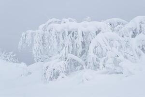 arboles doblado debajo el peso de nieve palo fuera de un ventisquero después un nevada foto