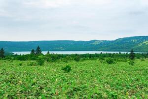 natural landscape of Kunashir island, view of the Golovnin volcano caldera with hot lake thickets of sasa and dwarf pines photo