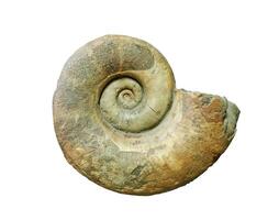 fossilized shell of extinct mollusc ammonite isolated on white background photo