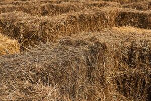 background - a fragment of a maze of bales with hay photo