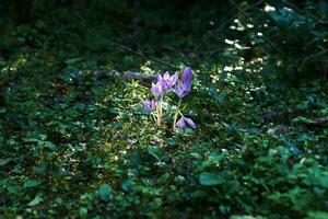 otoño azafrán flores iluminado por un rayo de sol en un sombreado maleza foto