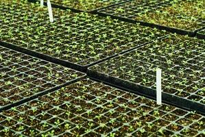 background - tiny plant sprouts in a seedling trays photo