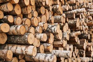 stacks of birch logs close up photo