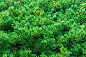 natural plant background, lush pine crown photo