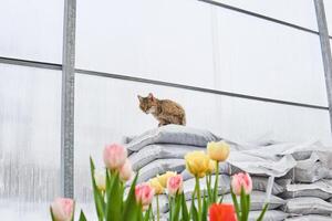 el gato protege el invernadero desde roedores foto