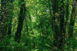 subtropical liana forest in the delta of the Samur River photo