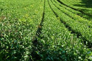 filas de arbustos en un té plantación en un soleado día foto