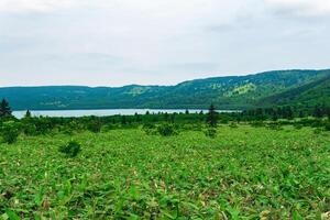 natural landscape of Kunashir island, view of the Golovnin volcano caldera with hot lake thickets of sasa and dwarf pines photo
