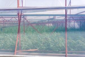 translucent plastic wall of an industrial polytunnel with growing vegetable seedlings photo