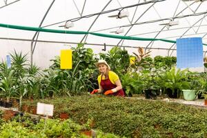 young woman gardener in a greenhouse with houseplants photo