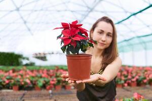 woman in a greenhouse holds out a pot of poinsettia photo