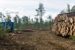 landscape after felling - deforested land and stacks of logs photo