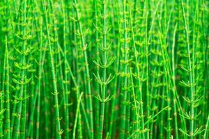 green natural background - thickets of horsetails photo