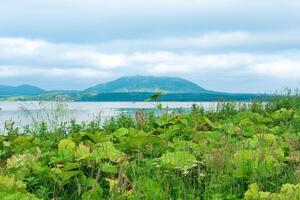 blurred view from a high grassy shore on a sea bay with a volcano on the island of Kunashir, focus on the near plants photo