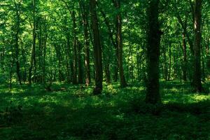 paisaje en un sombreado bosque matorral con denso maleza foto