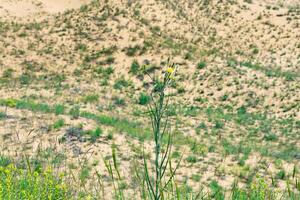 amarillo flor de crepis tectorum de hoja estrecha hawksbeard en floreciente primavera desierto, sarykum arena duna foto