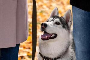 portrait of husky dog between its owners on a background of autumn foliage photo