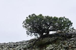 curve pine on cliff against light cloudy sky background photo