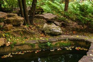 mossy stone garden sculpture of a toad by the pond photo