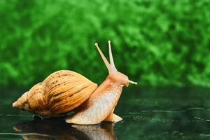 live snail looking up on a smooth wet surface against a green blurred background photo