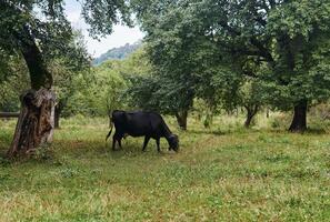 cow grazes in an old abandoned garden photo