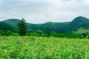 landscape at the bottom of the Golovnin volcano caldera on Kunashir Island photo