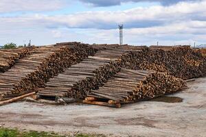 huge stacks of logs in the timber yard photo