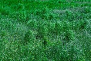 emerald green fen-meadow with green grass sedges on a clear day photo