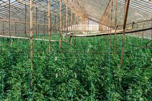 interior of an industrial greenhouse with growing tomato seedlings photo