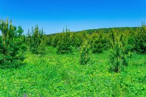 blooming transitional meadow with young spruce growth photo