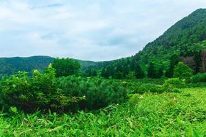 landscape at the bottom of the Golovnin volcano caldera on Kunashir Island photo