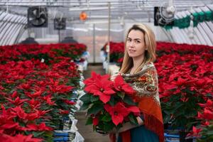 young woman holding a red poinsettia flower in her hands while standing among other similar plants in a greenhouse photo