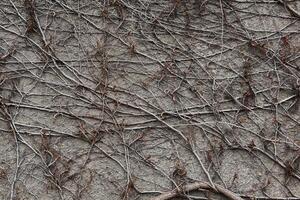 background - stone wall entwined with dry winter stems of wild vines photo