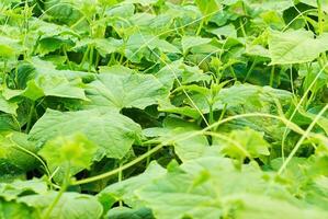 young cucumber vine with spirally twisted tendrils photo