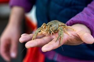 live crayfish on the arm of a fishmonger photo