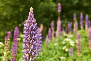 lupine inflorescence on a blurred natural background photo