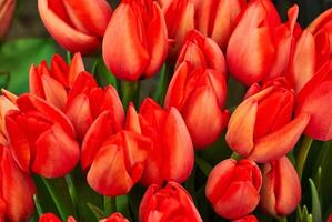floral background - fiery red tulips photo