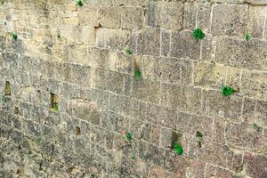 pared de un antiguo castillo con césped creciente en el grietas de el albañilería foto