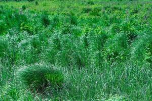 emerald green fen-meadow with green grass sedges on a clear day photo