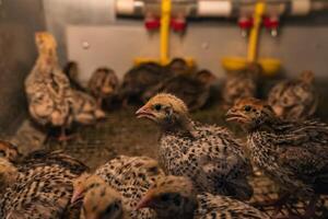 domestic quail baby chickens are kept in a brooder in a hen house, close-up photo