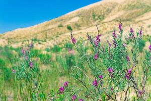 purple astragalus flowers in blooming spring desert, Sarykum sand dune photo