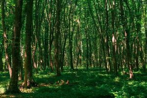 landscape in a shady forest thicket with dense undergrowth photo