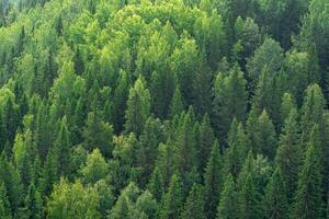 background, landscape - tops of trees in the forest from a bird's eye view photo