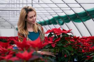 young woman among red poinsettia flowers in a greenhouse holds a pot with one of these plants photo